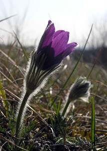 Pulsatilla vulgaris (Ranunculaceae)  - Pulsatille commune, Anémone pulsatille - Pasqueflower Aisne [France] 08/04/2006 - 140m