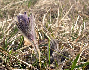 Pulsatilla vulgaris (Ranunculaceae)  - Pulsatille commune, Anémone pulsatille - Pasqueflower Aisne [France] 08/04/2006 - 140m