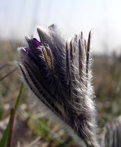 Pulsatilla vulgaris (Ranunculaceae)  - Pulsatille commune, Anémone pulsatille - Pasqueflower Aisne [France] 08/04/2006 - 140m