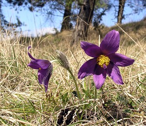 Pulsatilla vulgaris (Ranunculaceae)  - Pulsatille commune, Anémone pulsatille - Pasqueflower Marne [France] 08/04/2006 - 180m