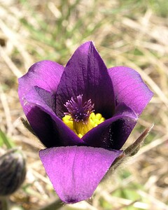 Pulsatilla vulgaris (Ranunculaceae)  - Pulsatille commune, Anémone pulsatille - Pasqueflower Marne [France] 08/04/2006 - 180m