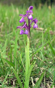 Anacamptis morio (Orchidaceae)  - Anacamptide bouffon, Orchis bouffon Philippeville [Belgique] 06/05/2006 - 230m