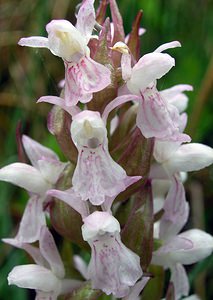 Dactylorhiza incarnata (Orchidaceae)  - Dactylorhize incarnat, Orchis incarnat, Orchis couleur de chair - Early Marsh-orchid Aisne [France] 26/05/2006 - 110m