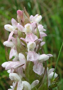 Dactylorhiza incarnata (Orchidaceae)  - Dactylorhize incarnat, Orchis incarnat, Orchis couleur de chair - Early Marsh-orchid Aisne [France] 26/05/2006 - 110m