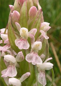 Dactylorhiza incarnata (Orchidaceae)  - Dactylorhize incarnat, Orchis incarnat, Orchis couleur de chair - Early Marsh-orchid Aisne [France] 26/05/2006 - 110m