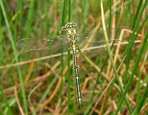 Gomphus pulchellus (Gomphidae)  - Gomphe joli - Western Club-tailed Dragonfly Aisne [France] 26/05/2006 - 110m