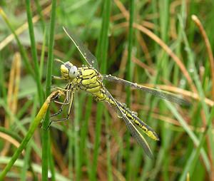 Gomphus pulchellus (Gomphidae)  - Gomphe joli - Western Club-tailed Dragonfly Aisne [France] 26/05/2006 - 110m