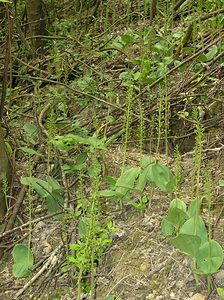 Neottia ovata (Orchidaceae)  - Néottie ovale, Grande Listère, Double-feuille, Listère à feuilles ovales, Listère ovale - Common Twayblade Pas-de-Calais [France] 14/05/2006 - 60m