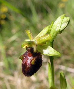 Ophrys aranifera (Orchidaceae)  - Ophrys araignée, Oiseau-coquet - Early Spider-orchid Aisne [France] 20/05/2006 - 140m