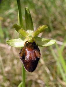 Ophrys aranifera (Orchidaceae)  - Ophrys araignée, Oiseau-coquet - Early Spider-orchid Aisne [France] 20/05/2006 - 140m