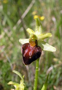 Ophrys aranifera (Orchidaceae)  - Ophrys araignée, Oiseau-coquet - Early Spider-orchid Aisne [France] 20/05/2006 - 140m