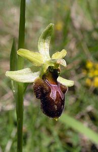 Ophrys aranifera (Orchidaceae)  - Ophrys araignée, Oiseau-coquet - Early Spider-orchid Aisne [France] 20/05/2006 - 140m