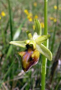 Ophrys aranifera (Orchidaceae)  - Ophrys araignée, Oiseau-coquet - Early Spider-orchid Aisne [France] 20/05/2006 - 140m