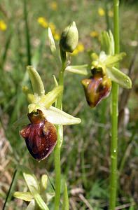 Ophrys aranifera (Orchidaceae)  - Ophrys araignée, Oiseau-coquet - Early Spider-orchid Aisne [France] 20/05/2006 - 140m