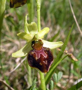 Ophrys aranifera (Orchidaceae)  - Ophrys araignée, Oiseau-coquet - Early Spider-orchid Aisne [France] 20/05/2006 - 140m