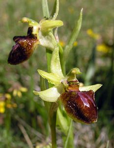 Ophrys aranifera (Orchidaceae)  - Ophrys araignée, Oiseau-coquet - Early Spider-orchid Aisne [France] 20/05/2006 - 140m