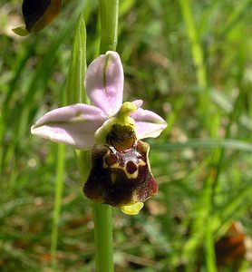 Ophrys fuciflora (Orchidaceae)  - Ophrys bourdon, Ophrys frelon - Late Spider-orchid Aisne [France] 20/05/2006 - 170m