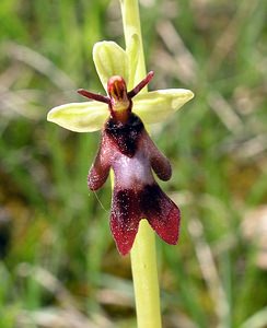 Ophrys insectifera (Orchidaceae)  - Ophrys mouche - Fly Orchid Aisne [France] 20/05/2006 - 180m