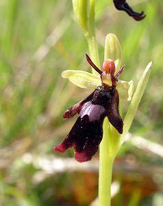 Ophrys insectifera (Orchidaceae)  - Ophrys mouche - Fly Orchid Aisne [France] 20/05/2006 - 170m