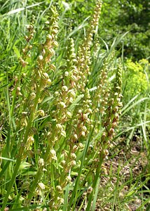 Orchis anthropophora (Orchidaceae)  - Acéras homme-pendu - Man Orchid Aisne [France] 20/05/2006 - 170m