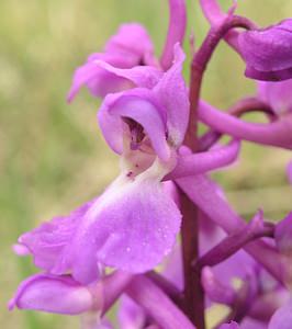 Orchis mascula (Orchidaceae)  - Orchis mâle - Early-purple Orchid Philippeville [Belgique] 06/05/2006 - 200m