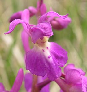 Orchis mascula (Orchidaceae)  - Orchis mâle - Early-purple Orchid Philippeville [Belgique] 06/05/2006 - 200m