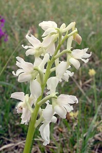 Orchis mascula (Orchidaceae)  - Orchis mâle - Early-purple Orchid Philippeville [Belgique] 06/05/2006 - 200m