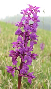 Orchis mascula (Orchidaceae)  - Orchis mâle - Early-purple Orchid Philippeville [Belgique] 06/05/2006 - 200m