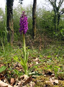 Orchis mascula (Orchidaceae)  - Orchis mâle - Early-purple Orchid Philippeville [Belgique] 06/05/2006 - 240m