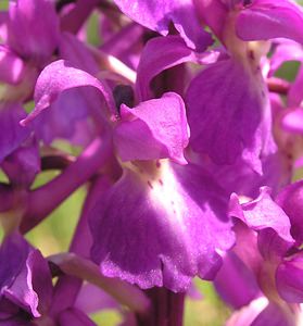 Orchis mascula (Orchidaceae)  - Orchis mâle - Early-purple Orchid Philippeville [Belgique] 06/05/2006 - 240m
