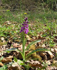 Orchis mascula (Orchidaceae)  - Orchis mâle - Early-purple Orchid Philippeville [Belgique] 06/05/2006 - 240m