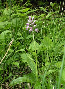 Orchis militaris (Orchidaceae)  - Orchis militaire, Casque militaire, Orchis casqué - Military Orchid Pas-de-Calais [France] 14/05/2006 - 60m