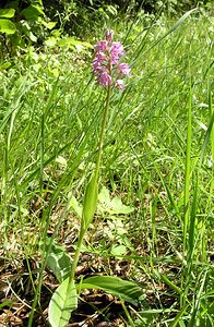 Orchis militaris (Orchidaceae)  - Orchis militaire, Casque militaire, Orchis casqué - Military Orchid Aisne [France] 20/05/2006 - 170m