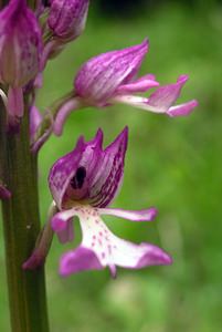 Orchis x hybrida (Orchidaceae)  - Orchis hybrideOrchis militaris x Orchis purpurea. Pas-de-Calais [France] 14/05/2006 - 60m