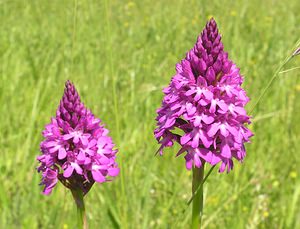 Anacamptis pyramidalis (Orchidaceae)  - Orchis pyramidal - Pyramidal Orchid Aisne [France] 11/06/2006 - 110m