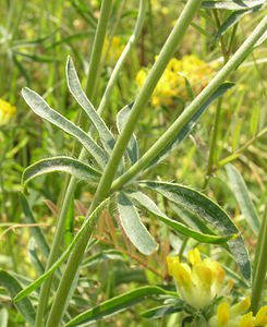 Anthyllis vulneraria (Fabaceae)  - Anthyllis vulnéraire, Thé des Alpes - Kidney Vetch Nord [France] 17/06/2006