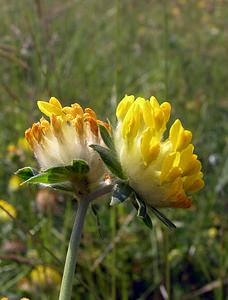 Anthyllis vulneraria (Fabaceae)  - Anthyllis vulnéraire, Thé des Alpes - Kidney Vetch Nord [France] 17/06/2006