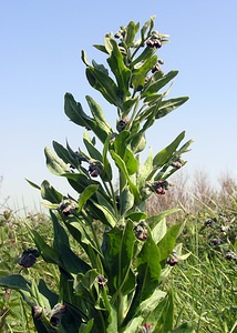 Cynoglossum officinale (Boraginaceae)  - Cynoglosse officinale - Hound's-tongue Pas-de-Calais [France] 03/06/2006 - 10m