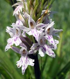 Dactylorhiza fuchsii (Orchidaceae)  - Dactylorhize de Fuchs, Orchis de Fuchs, Orchis tacheté des bois, Orchis de Meyer, Orchis des bois - Common Spotted-orchid Nord [France] 17/06/2006 - 10m