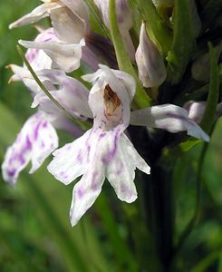 Dactylorhiza fuchsii (Orchidaceae)  - Dactylorhize de Fuchs, Orchis de Fuchs, Orchis tacheté des bois, Orchis de Meyer, Orchis des bois - Common Spotted-orchid Nord [France] 17/06/2006 - 10m