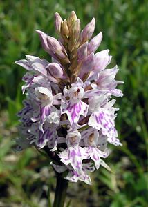 Dactylorhiza fuchsii (Orchidaceae)  - Dactylorhize de Fuchs, Orchis de Fuchs, Orchis tacheté des bois, Orchis de Meyer, Orchis des bois - Common Spotted-orchid Nord [France] 17/06/2006 - 10m