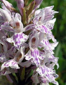 Dactylorhiza fuchsii (Orchidaceae)  - Dactylorhize de Fuchs, Orchis de Fuchs, Orchis tacheté des bois, Orchis de Meyer, Orchis des bois - Common Spotted-orchid Nord [France] 17/06/2006 - 10m