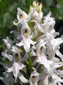 Dactylorhiza fuchsii (Orchidaceae)  - Dactylorhize de Fuchs, Orchis de Fuchs, Orchis tacheté des bois, Orchis de Meyer, Orchis des bois - Common Spotted-orchid Nord [France] 17/06/2006 - 10m