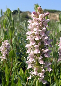 Dactylorhiza incarnata (Orchidaceae)  - Dactylorhize incarnat, Orchis incarnat, Orchis couleur de chair - Early Marsh-orchid Nord [France] 17/06/2006 - 10m