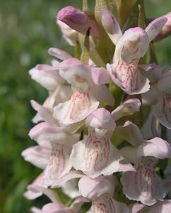 Dactylorhiza incarnata (Orchidaceae)  - Dactylorhize incarnat, Orchis incarnat, Orchis couleur de chair - Early Marsh-orchid Nord [France] 17/06/2006 - 10m