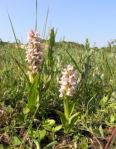 Dactylorhiza incarnata (Orchidaceae)  - Dactylorhize incarnat, Orchis incarnat, Orchis couleur de chair - Early Marsh-orchid Nord [France] 17/06/2006 - 10m