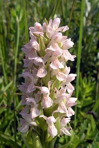 Dactylorhiza incarnata (Orchidaceae)  - Dactylorhize incarnat, Orchis incarnat, Orchis couleur de chair - Early Marsh-orchid Nord [France] 17/06/2006 - 10m