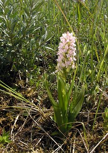 Dactylorhiza incarnata (Orchidaceae)  - Dactylorhize incarnat, Orchis incarnat, Orchis couleur de chair - Early Marsh-orchid Nord [France] 17/06/2006 - 10m