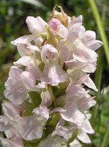 Dactylorhiza incarnata (Orchidaceae)  - Dactylorhize incarnat, Orchis incarnat, Orchis couleur de chair - Early Marsh-orchid Nord [France] 17/06/2006 - 10m