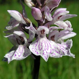 Dactylorhiza maculata (Orchidaceae)  - Dactylorhize maculé, Orchis tacheté, Orchis maculé - Heath Spotted-orchid Ardennes [France] 13/06/2006 - 350m